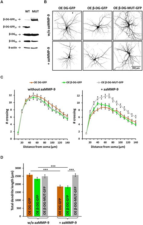 Matrix Metalloproteinase 9 Dependent Cleavage Of β Dg Is Important For Download Scientific