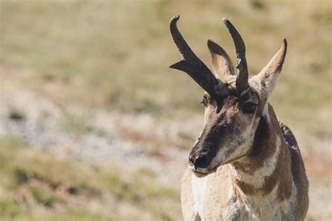 ¿qué Significa Soñar Con Cuernos De Venado