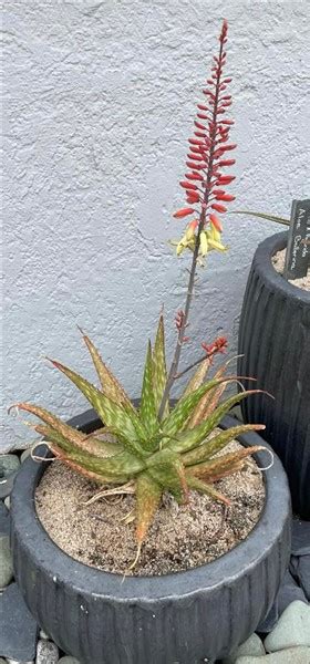 Aloe Tango 17cm Cnd Nursery