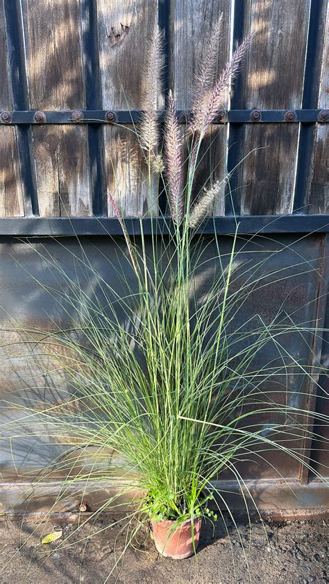 Pennisetum Vivero Sol Y Luna