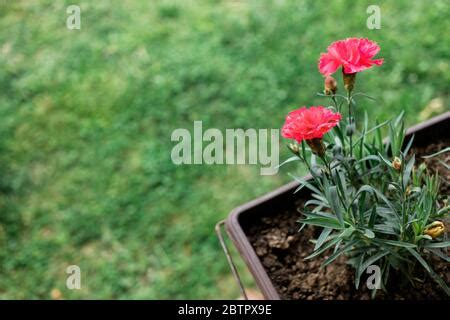 Red Carnations In The Garden Stock Photo Alamy