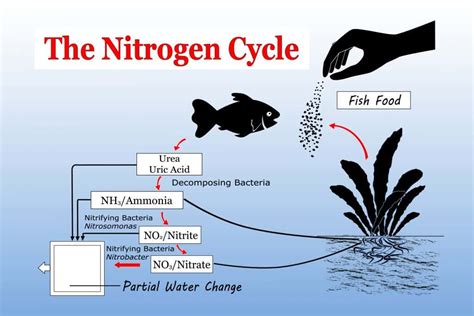 How To Cycle A Fish Tank The Nitrogen Cycle Aquarium Friend