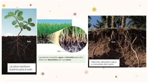 Ppt Unidad Las Plantas Profe Social