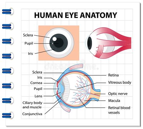 Diagramma Di Anatomia Dell Occhio Umano Con Etichetta Illustrazione