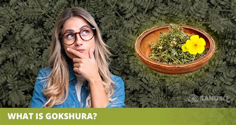 What is Gokshura (Tribulus Terrestris)? Amazing Health Benefits | SANUSq