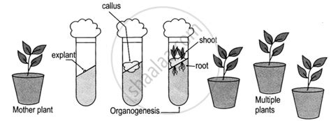 Describe the Tissue Culture Technique in Plants - Biology (Theory ...