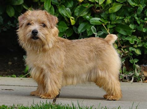 Norfolk Terrier Enciclopet