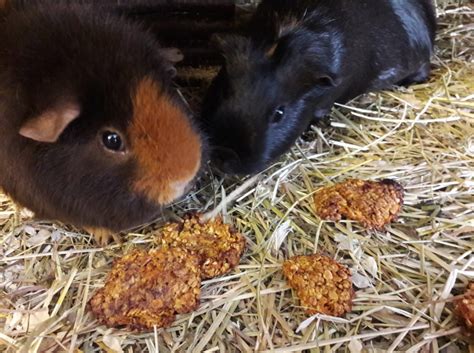 Kekse für Meerschweinchen backen Meerschweinchenhilfe Köln Poll