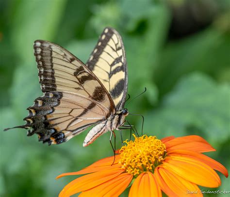 Tiger Swallowtail On Tithonia Glendale Missouri David