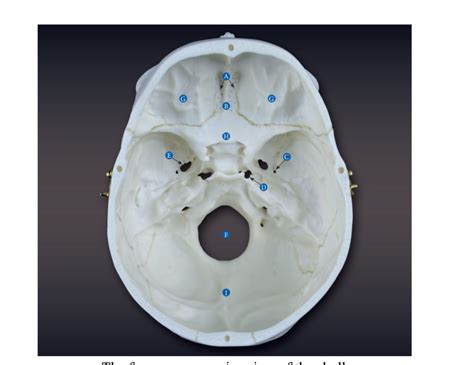 A&P I Chapter 8 Foramen Diagram | Quizlet