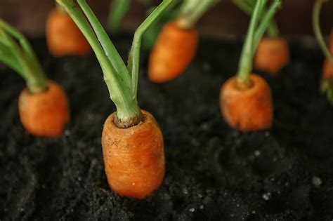 Premium Photo Fresh Organic Carrots Growing In Ground In The Garden