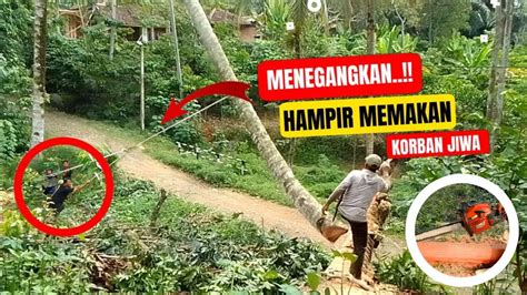 Hampir Memakan Korban Tebang Batang Pohon Kelapa Di Pinggir Jalan