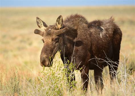 What Do Moose Eat? | Outdoor Life