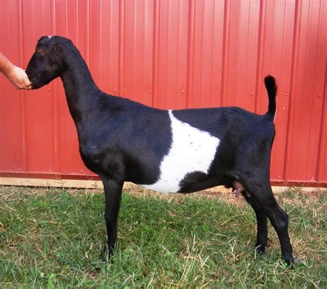 Lamancha goat breed profile – Artofit