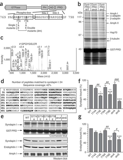 Phosphorylation Dependent Interaction Of Syndapin I And Endophilin I