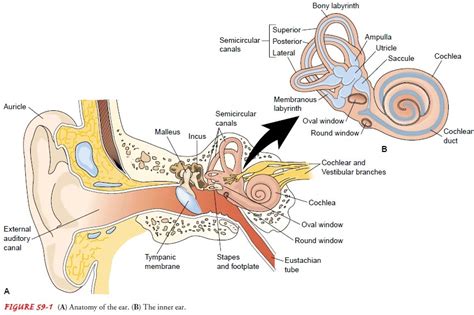 Anatomy of the Middle Ear 