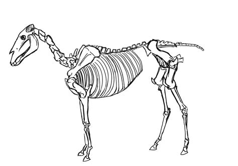 Horse Skeleton Drawing at GetDrawings | Free download