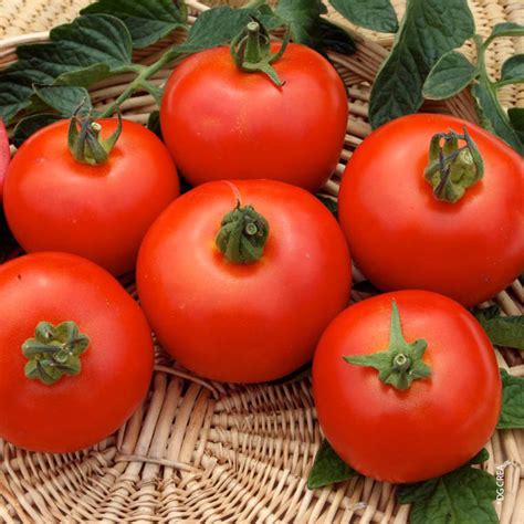 Tomate Ronde En Grappe Fantasio Bio La Barquette De 3 Plants