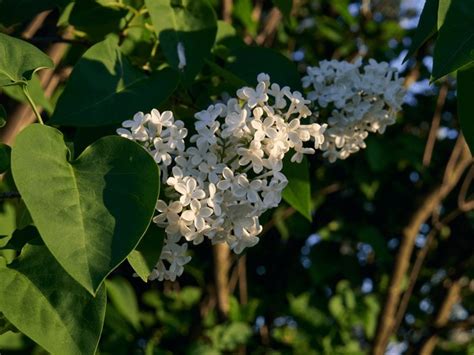 63,437 Beautiful White Lilac Bush Royalty-Free Images, Stock Photos ...