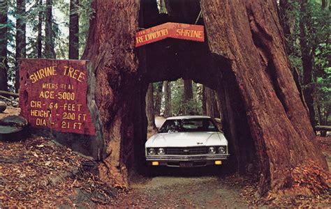 How Long Is The Drive Through Sequoia National Park