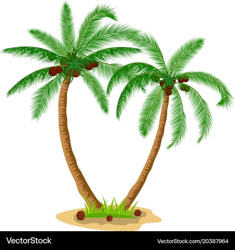 Two Coconut Palm Trees With Grass Royalty Free Vector Image