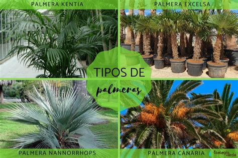 Tipos De Palmeras Peque As Para Exteriores Nucleo Jardin