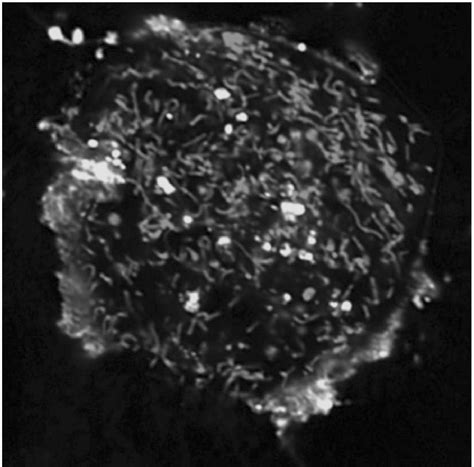 Figure 1 From Mitochondria Targeted Disruptors And Inhibitors Of