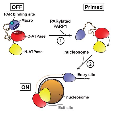 Mechanistic Insights Into Autoinhibition Of The Oncogenic Chromatin