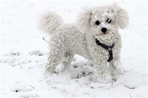 Do Bichon Frises Shed | Canna-Pet®