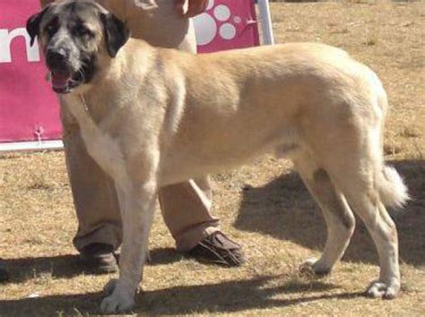 Rafeiro do Alentejo - Temperament, Lifespan, Shedding, Puppy