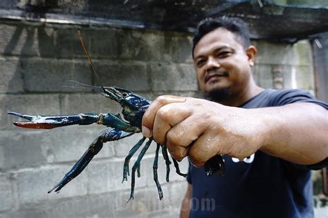 Budi Daya Lobster Air Tawar Di Jombang