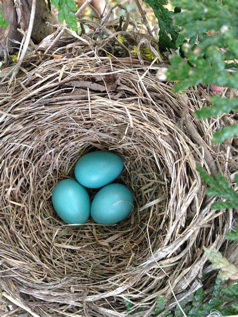 Bird's nest,robin nest,nest,nature,robin - free image from needpix.com