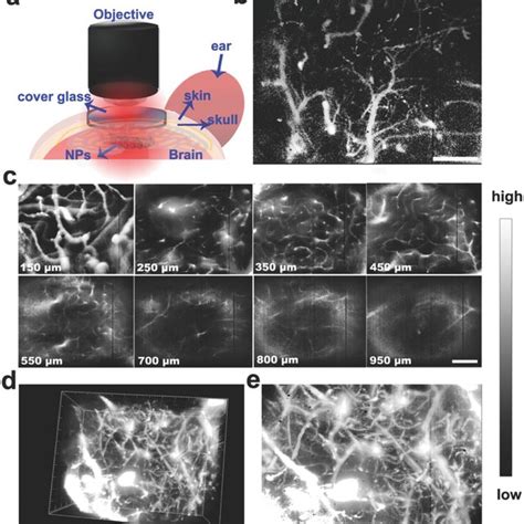 A Schematic Illustration For Nir‐ii Fluorescence Microscopic Imaging