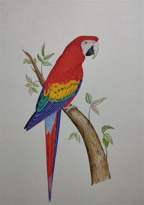 A Colorful Bird Sitting On Top Of A Tree Branch Next To A Leafy Branch