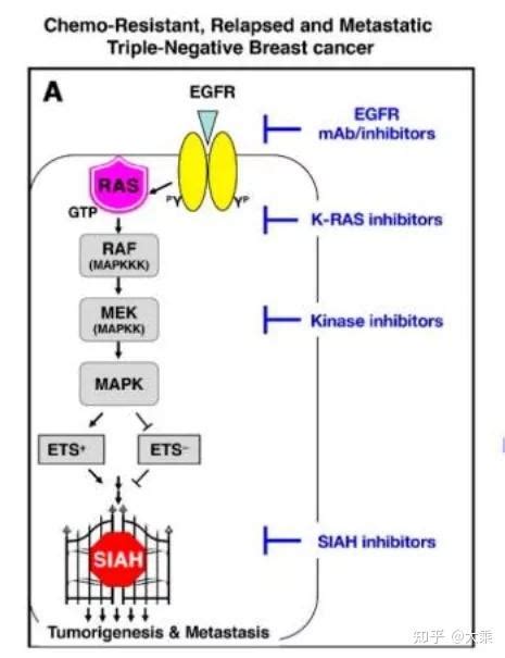三阴性乳腺癌（tnbc）组织中egfr表达及其意义 知乎