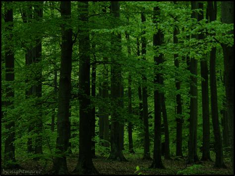 Deep green forest... by nightmare7 on DeviantArt