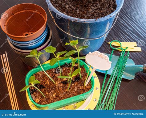 Tool for Repotting the Plants in Spring Stock Image - Image of ...