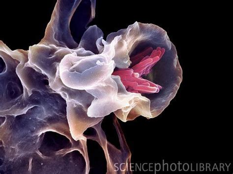 Macrophage Engulfing TB Bacteria SEM Stock Image C006 6706