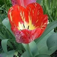 Tulip Bulb Bubble Image