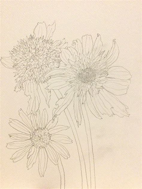 flower sketch Echinacea :: Behance