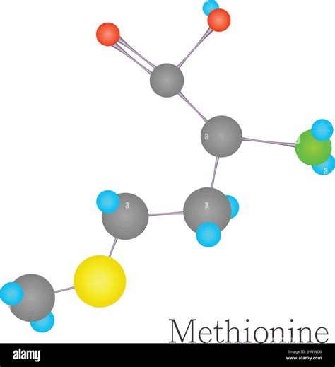 Methionine D Molecule Chemical Science Stock Vector Image Art Alamy