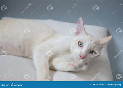 Beautiful Cute White Long Haired Cat Is Relaxing Stock Image Image