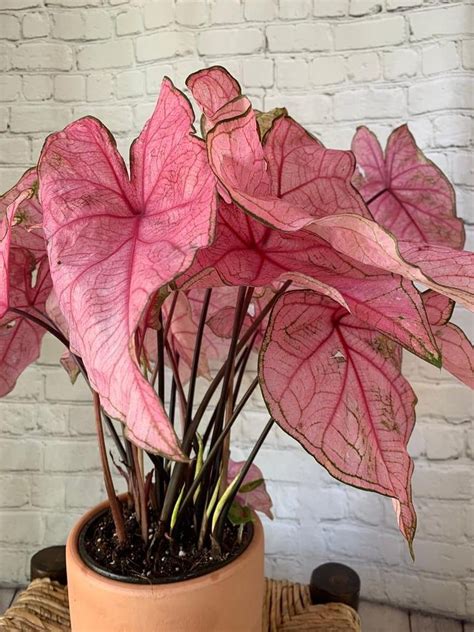 Pink Caladium Beautiful Houseplant For Home Decor