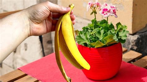 Насыпьте в горшок ложку этого доступного продукта и присыпьте почвой ...