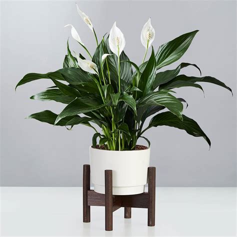 Peace Lily Delivery with Plants.com