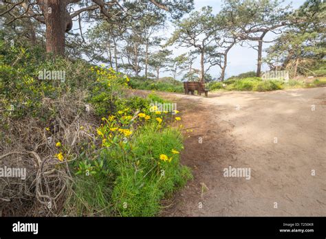 The Guy Fleming Trail. Torrey Pines State Natural Reserve. La Jolla ...