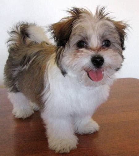 adorable maltese shih tzu dog breed wallpaper dog breeders guide