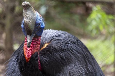 Cassowary Taking A Day Nap Stock Photo Image Of Nature Bird 140555000