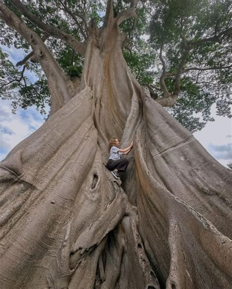 Sejarah Pohon Kayu Putih Atau Bayan Ancient Tree Bali Yang Penuh