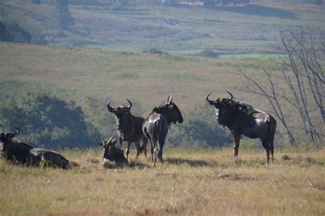 Visit Eswatini: Best of Eswatini Tourism | Expedia Travel Guide